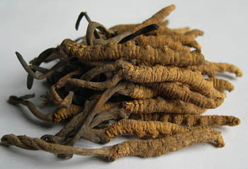 Cordyceps Sinensis εκχύλισμα σκόνη με 10% πολυσακχαρίδια για αντιασματική λειτουργική τροφή σε λεπτή καφέ κίτρινη σκόνη