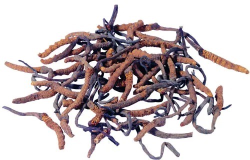 Fine Brown Yellow Powder Food Grade Cordyceps Sinensis Extract for Health Care Products