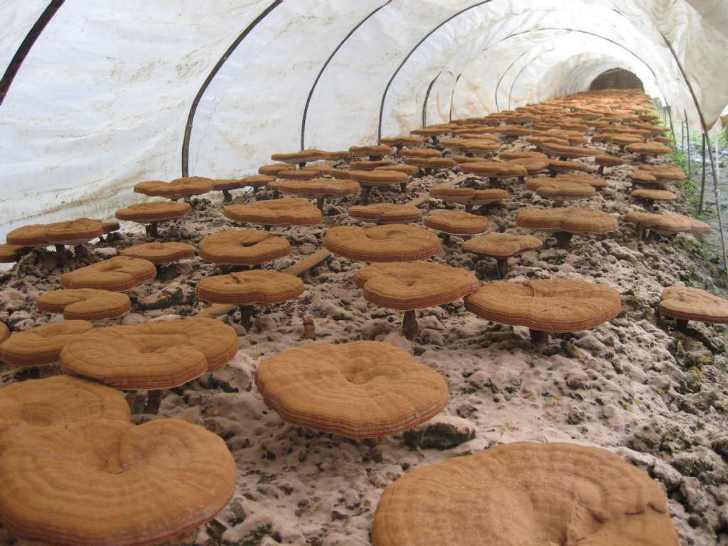 Εξαγωγή μανιταριών Reishi 50% πολυσακχαρίδια από το καρποφόρο σώμα για λειτουργικά τρόφιμα και προϊόντα υγειονομικής περίθαλψης