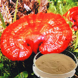 Reishi Mushroom Extract Powder with 30% Polysaccharides for Functional Food to Enhance Immunity and Improve Sleep