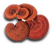 Reishi Mushroom Extract Powder with 30% Polysaccharides for Functional Food to Enhance Immunity and Improve Sleep