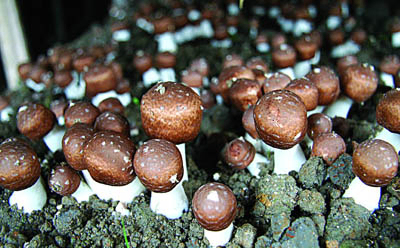 Εκχύλισμα Agaricus Blazei σε σκόνη με 30% πολυσακχαρίδια για λειτουργικά τρόφιμα και προϊόντα υγειονομικής περίθαλψης