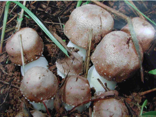 Εκχύλισμα Agaricus Blazei 40% Πολυσακχαρίτες για Λειτουργικά Τρόφιμα και Προϊόντα Υγείας