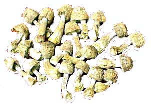 Εκχύλισμα σκόνης Agaricus Blazei με 50% Πολυσακχαρίτες για Λειτουργικά Τρόφιμα και Προϊόντα Υγείας