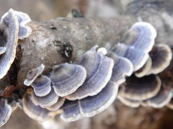 Εκχύλισμα Coriolus Versicolor τροφίμων βαθμού 10% Πολυσακχαρίτες για ρύθμιση σακχάρου στο αίμα και μείωση φλέγματος