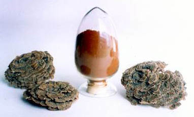 Εκχύλισμα Coriolus Versicolor 30% Πολυσακχαρίδια για λειτουργικά τρόφιμα με ρύθμιση του σακχάρου στο αίμα και μείωση του βλεννογόνου