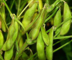 Σκόνη εκχυλίσματος ισοφλαβονών σόγιας – Φυσικό φυτοοιστρογόνο από σόγια για διατροφικές και λειτουργικές εφαρμογές τροφίμων