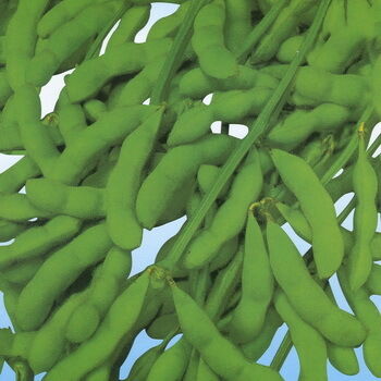 Σκόνη εκχυλίσματος ισοφλαβονών σόγιας – Φυσικό φυτοοιστρογόνο από σόγια για διατροφικές και λειτουργικές εφαρμογές τροφίμων