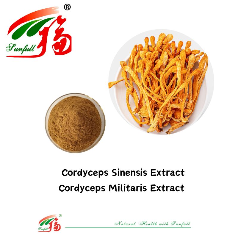 Συμπληρώματα διατροφής Hunan Sunfull Agaricus Subrufescens/Hericium Erinaceus/Antrodia/Cordyceps Sinensis/Coriolus Versicolor/Εξάρτημα μανιταριών σε σκόνη