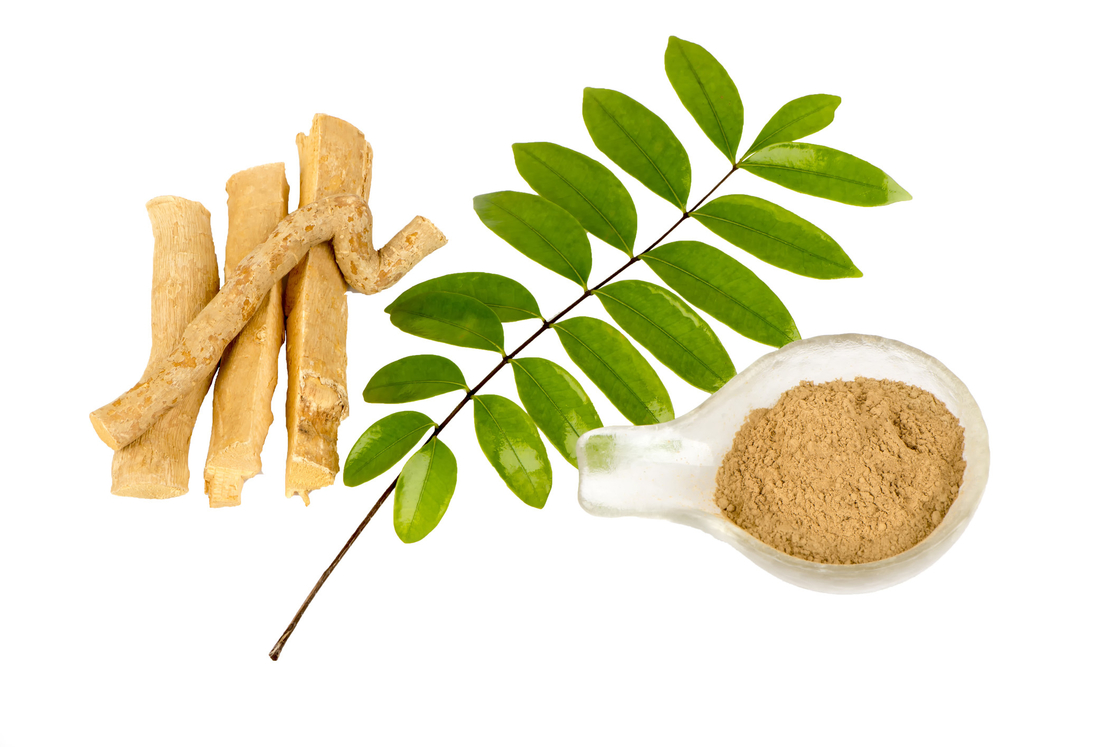 0,5% σκόνη αποσπασμάτων ρίζας Eurycoma longifolia αποσπασμάτων Eurycomanone για την αντι πυρετική δραστηριότητα