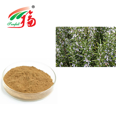 Οξύ αποσπασμάτων 30% Rosmarinic της Rosemary για την αντι γήρανση Rosmarinus Officinalis